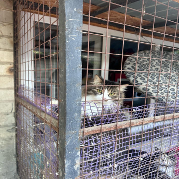 Помощь приюту "Право на жизнь"